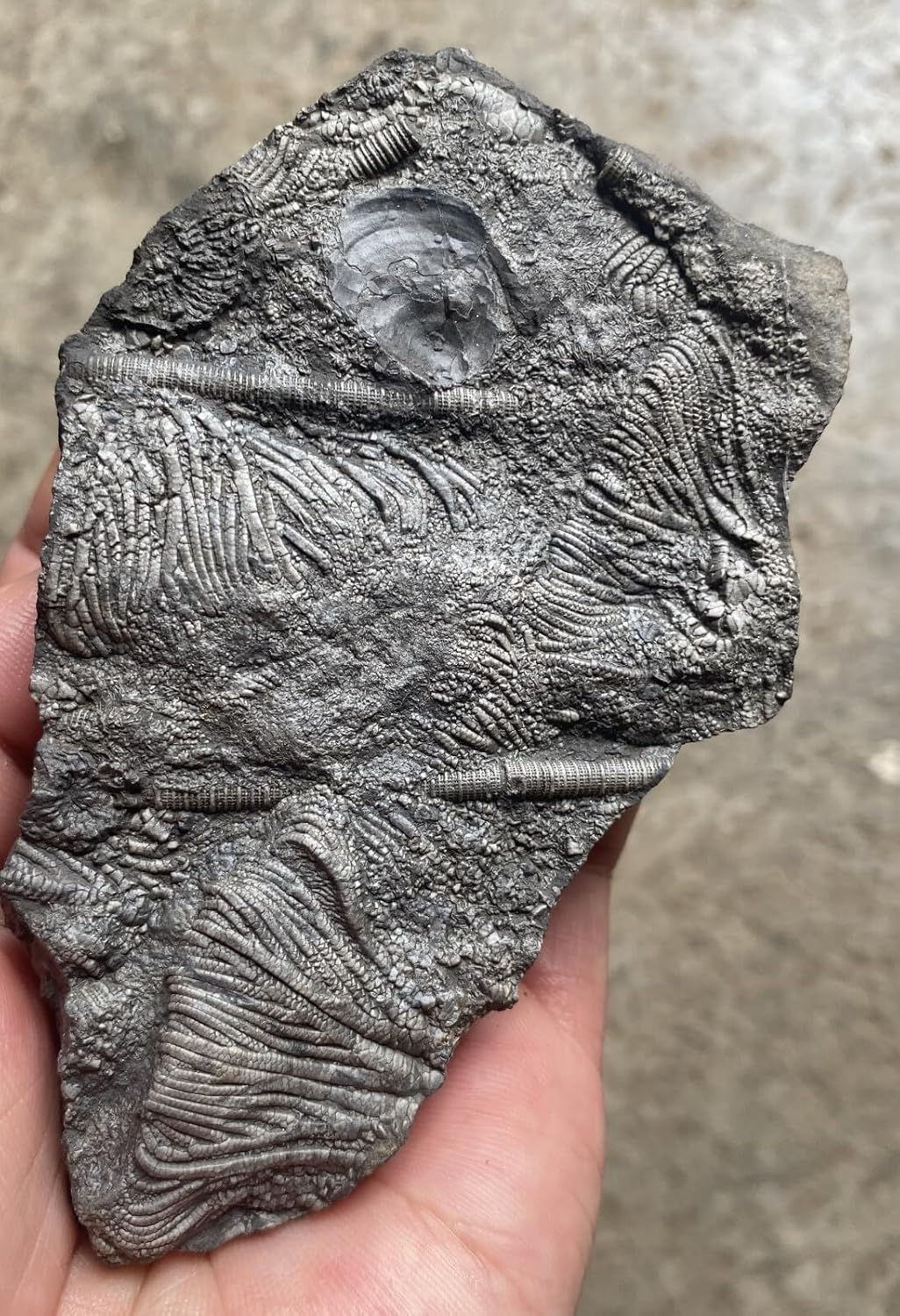 Natural Devonian Prehistoric Jurassic biota crinoids Fossils