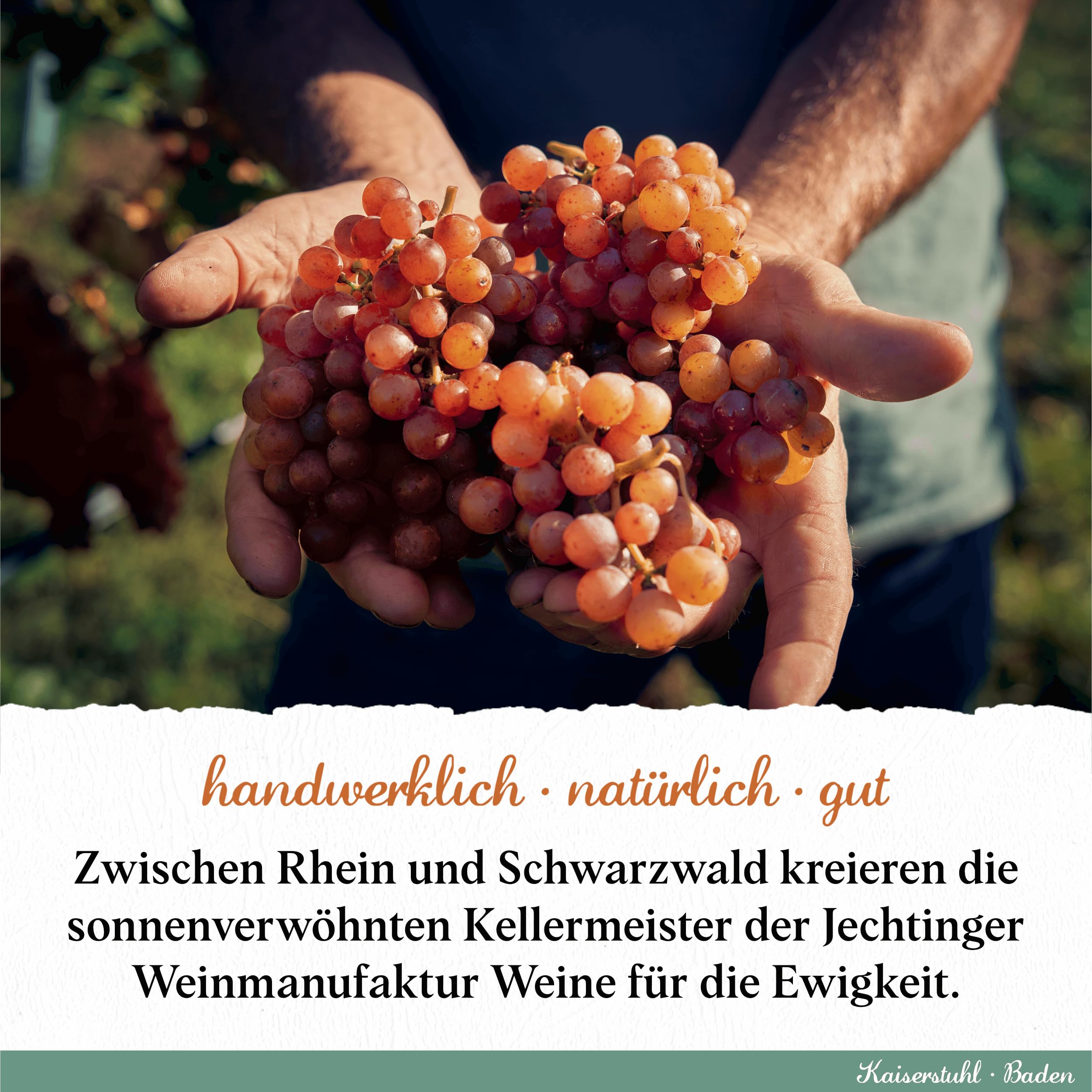 Jechtinger Grauer Burgunder QbA trocken - Silber 2025 AWC Vienna - Bio-Weißwein trocken, sehr anregend im Geschmack - Badischer Bio-Wein, Anbaugebiet Kaiserstuhl (6 x 0,75 l)