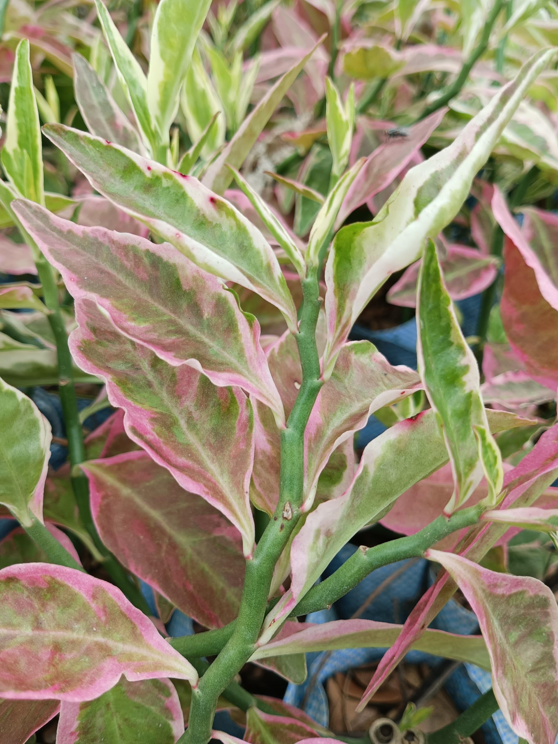 Devil's Backbone/Euphorbia tithymaloides Dwarf Variegated Plant | Indoor Plant | Pack of 1| Size 4"×4"×18" | Healthy Plant | By Anima's Green Haven-image-13