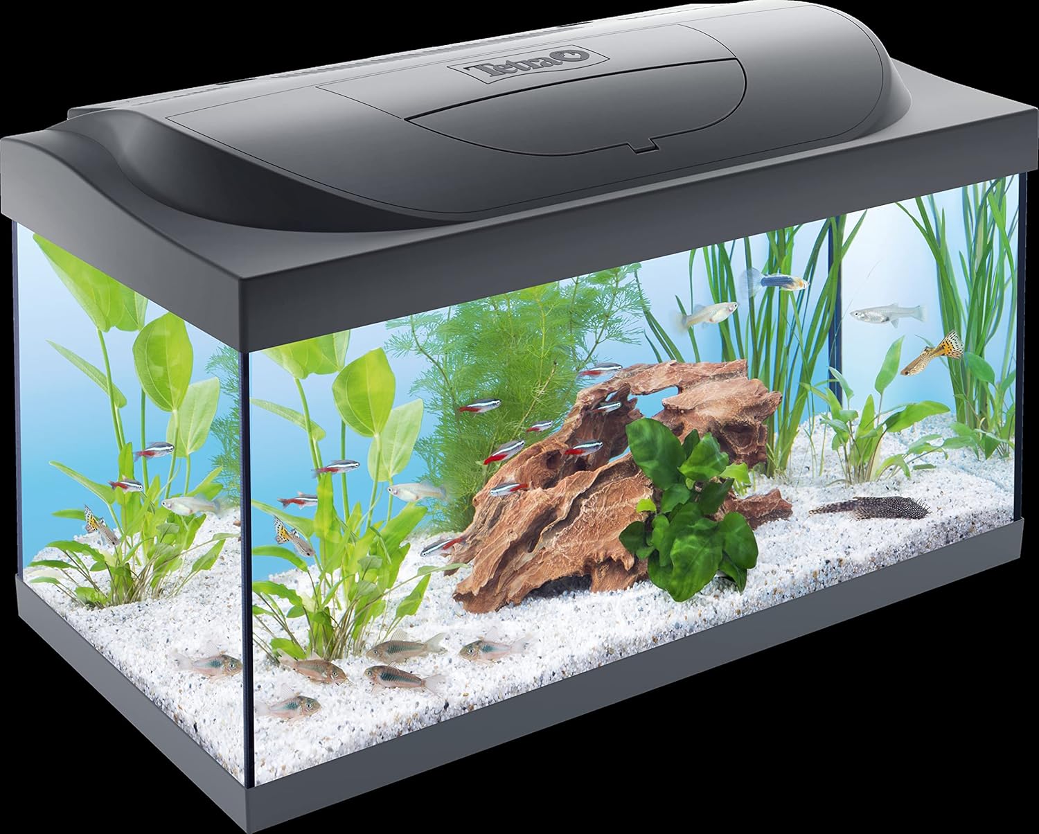 Tetra Starter Line LED 54L Aquarium Amazon.co.uk Pet Supplies