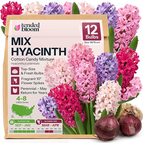 12 Mix Hyacinth Flower Bulbs Cotton Candy Mixture Hyacinthus