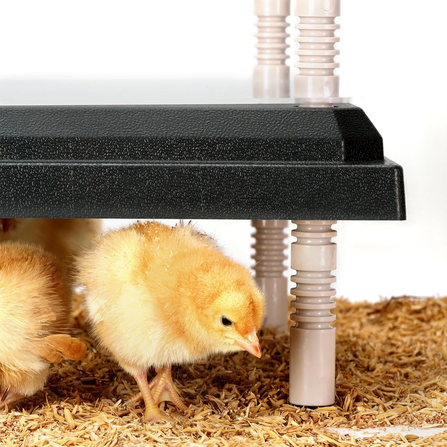 Brooder Heating Plate for Chicks Adjustable: with Bonus 12x12 Warmer with Easy- Cleaning Plate 22W Poultry Coop Heater for 15 Baby Chicks