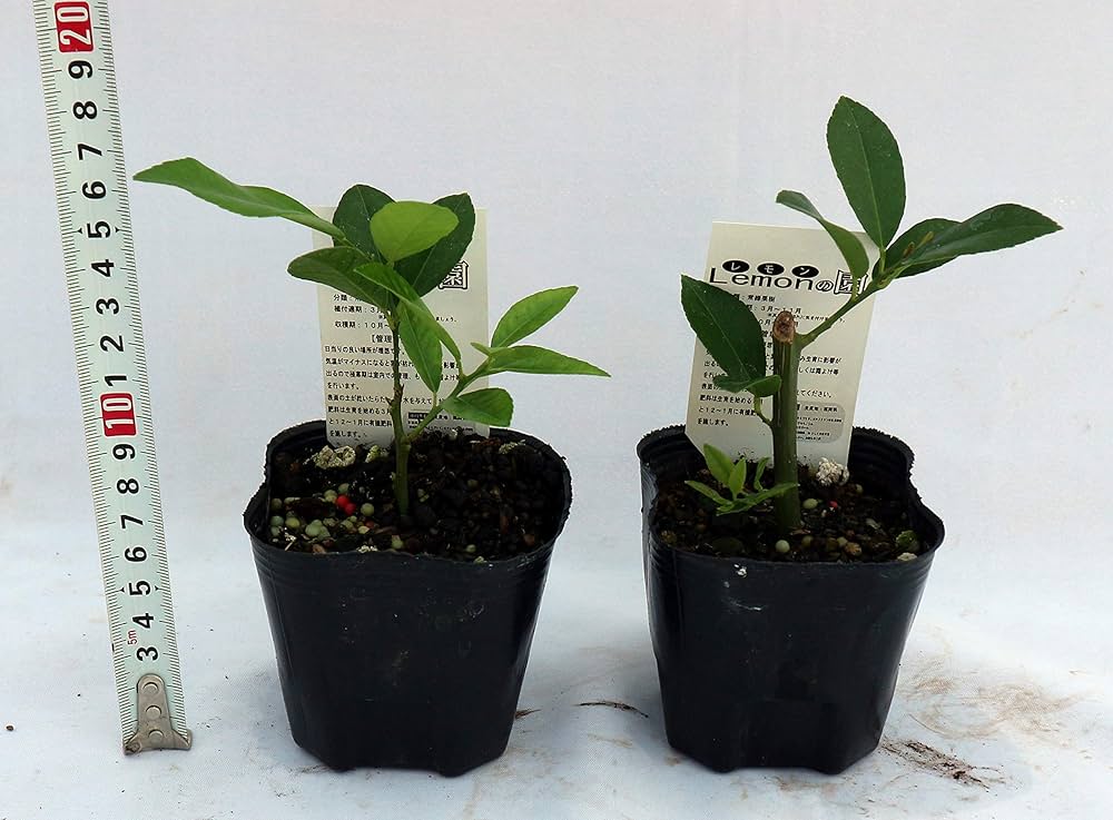 Amazon.co.jp: ITANSE レモン スイートレモネード(手で皮がむけ