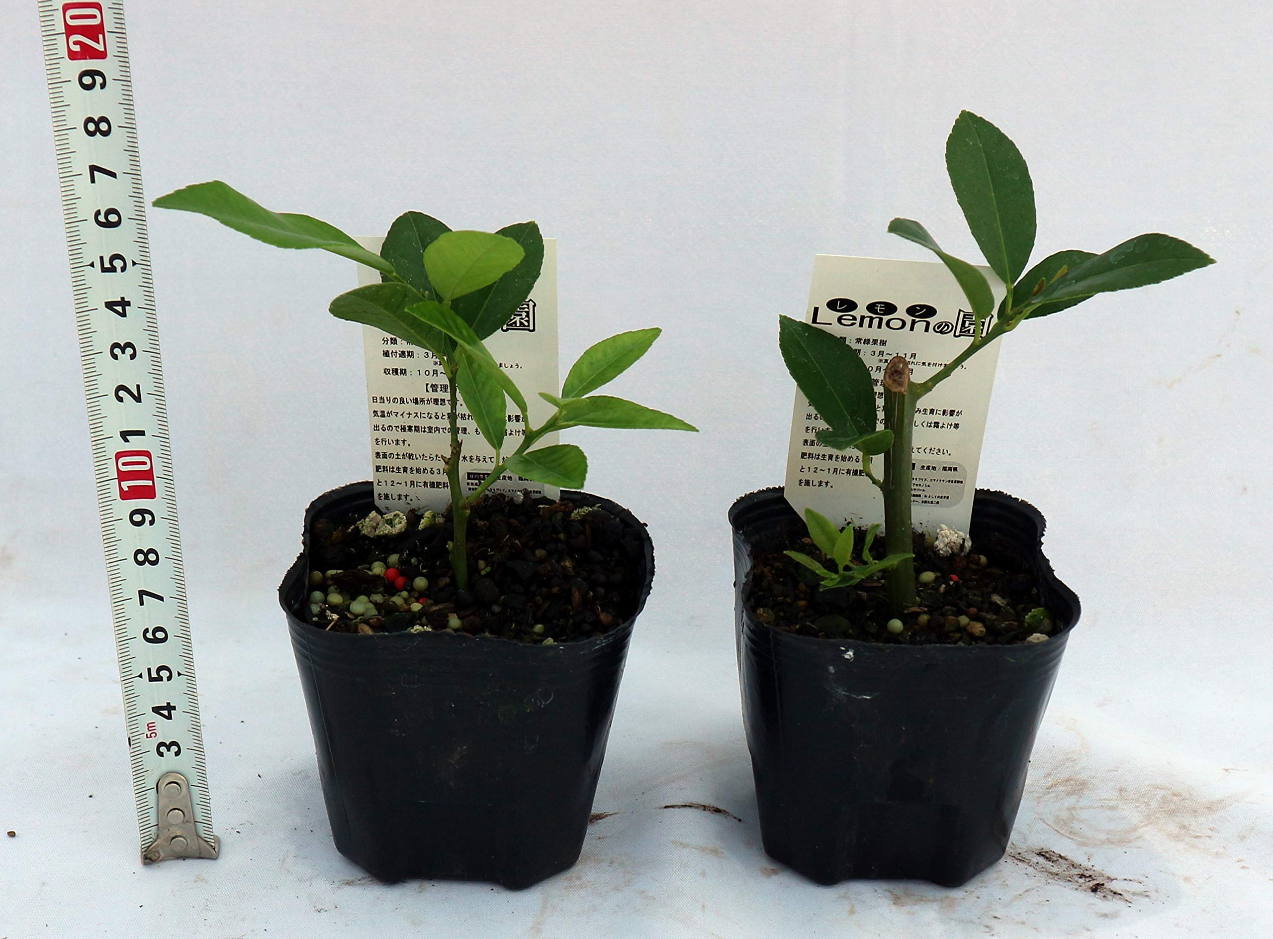 値下げ中‼︎ 手渡し品①スイートレモネード取木苗　実付き 楽天市場】スイートレモネード 苗の通販
