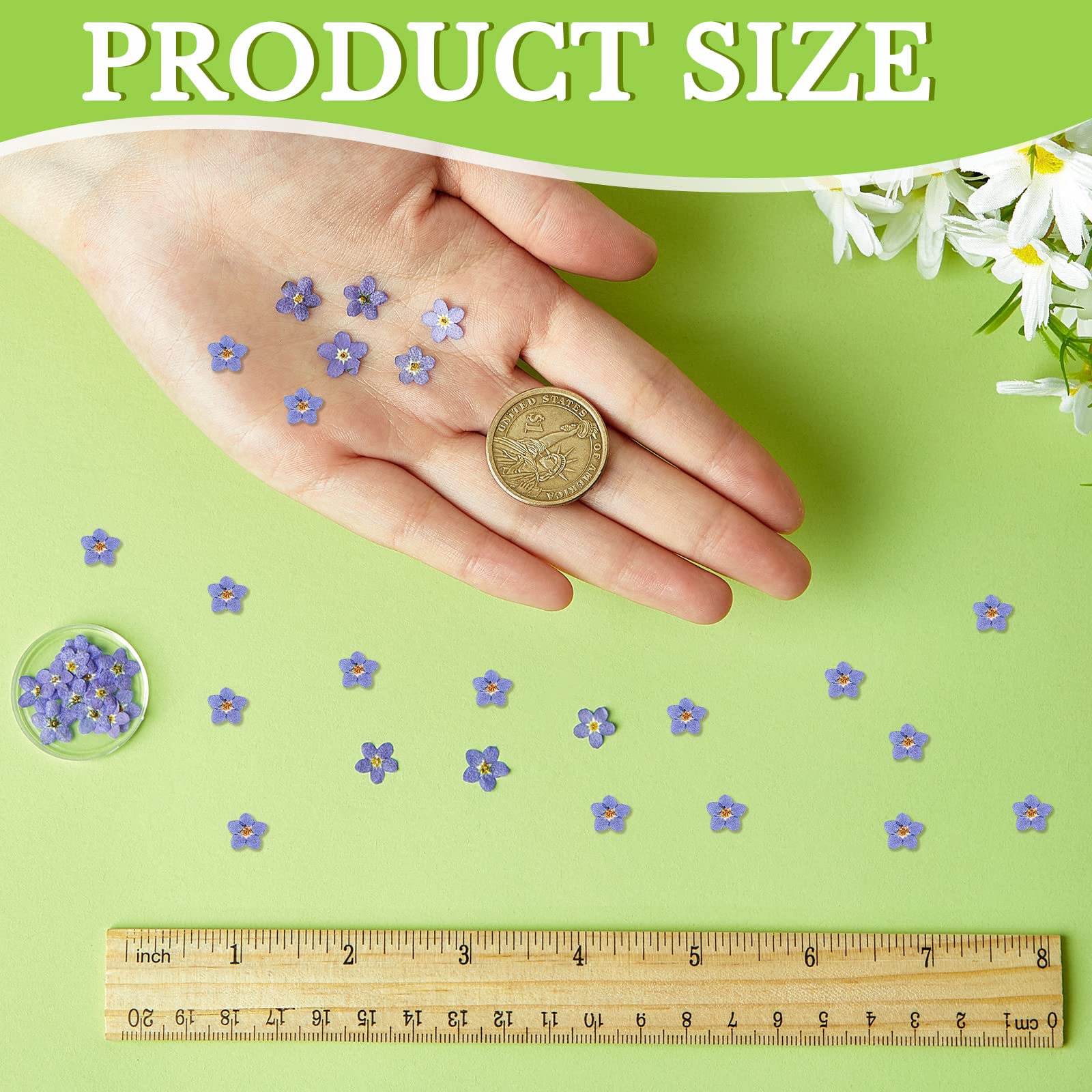 80 szt. naturalnych kwiatów Forget Me Not Suszone kwiaty 'Don't Forget Me' prasowane kwiaty niebieskie suche prawdziwe suszone prasowane kwiaty z pęsetą łokciową do żywicy, scrapbookingu, DIY, karta