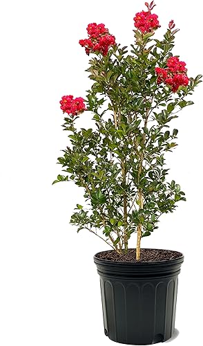 Vista 4 de American Plant Exchange Black Diamond Shell Pink Crape Myrtle Tree Live, maceta de 1 galón, 1-1.5 pies de alto, flores rosas vibrantes, tolerantes a