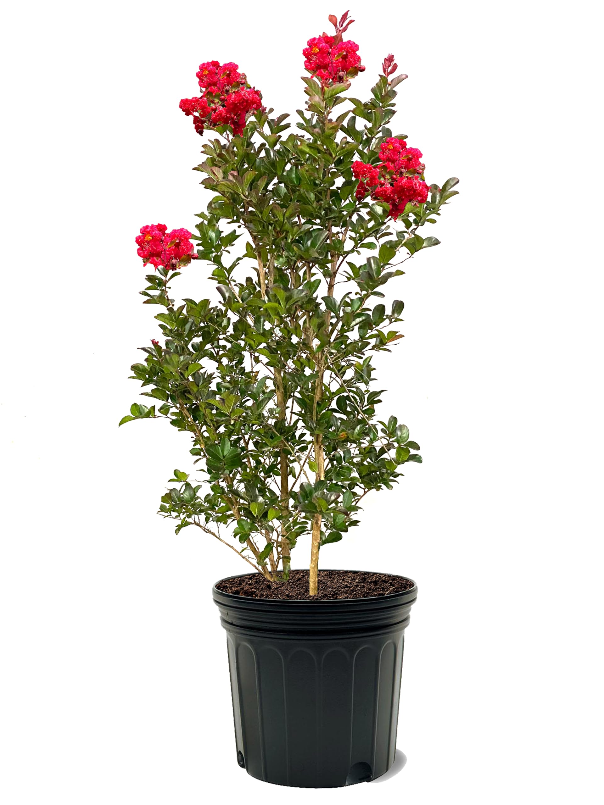 American Plant Exchange 7-Gal Crape Myrtle