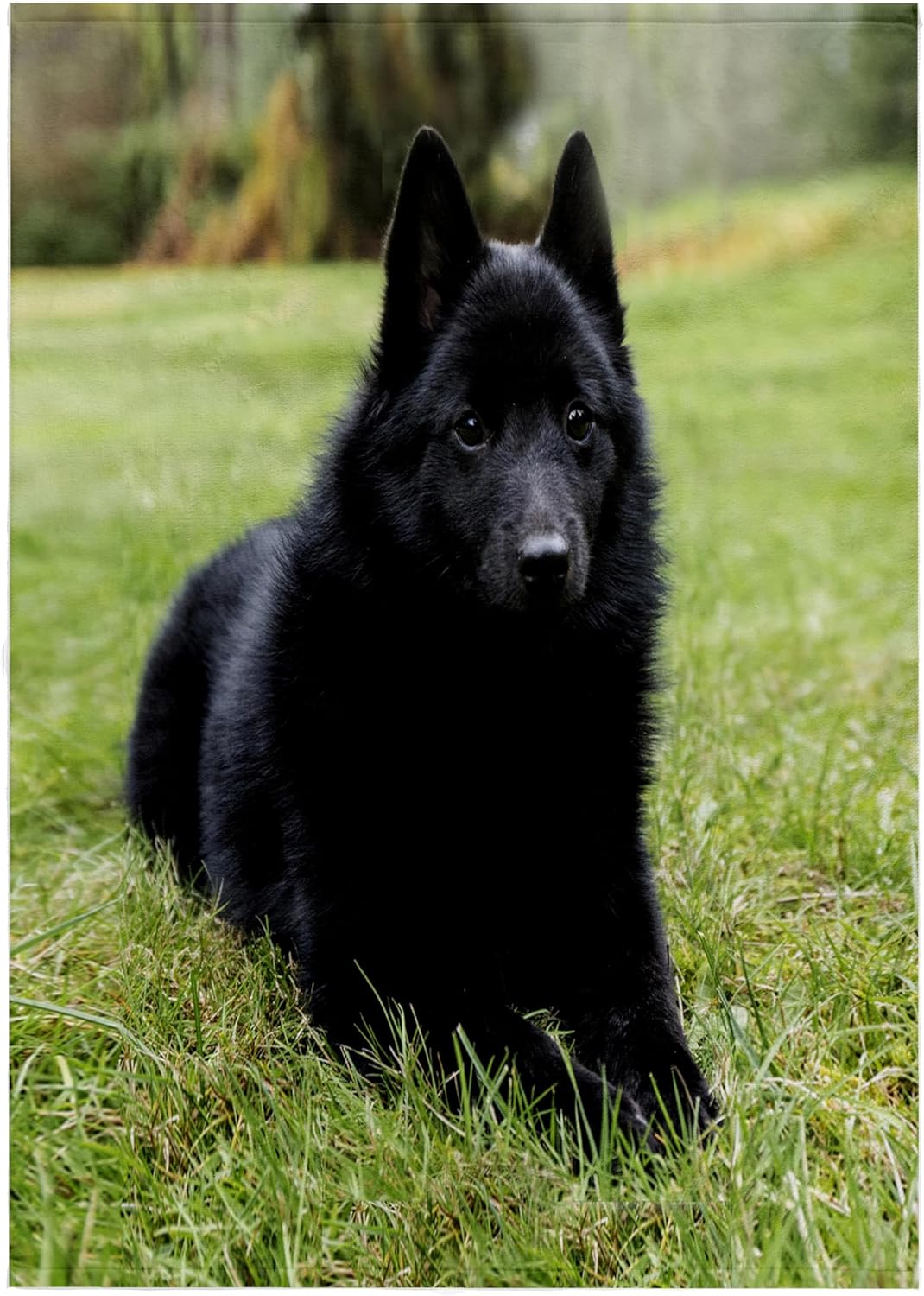 3dRose Schipperke Puppy Reclining on a Stay Command, Looking Alert. 22x30 Bath Hand Pool Towel