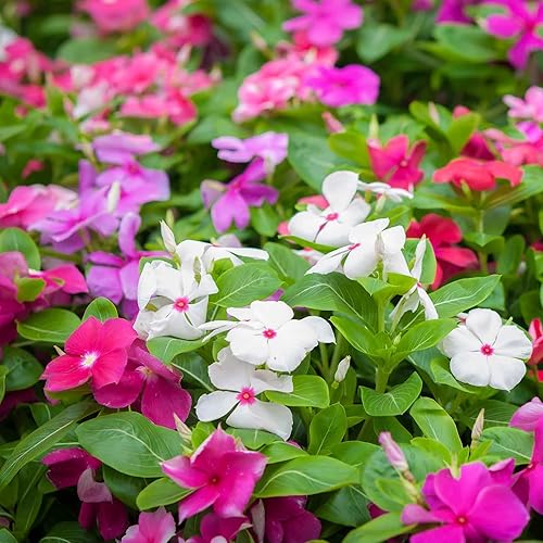 Miniatura 5 de Más de 150 semillas de vinca de bígaro, flores de jardín y plantas de cobertura del suelo, flor enana, flor perenne