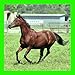 Horses Jigsaw Puzzles (Ad-Free)