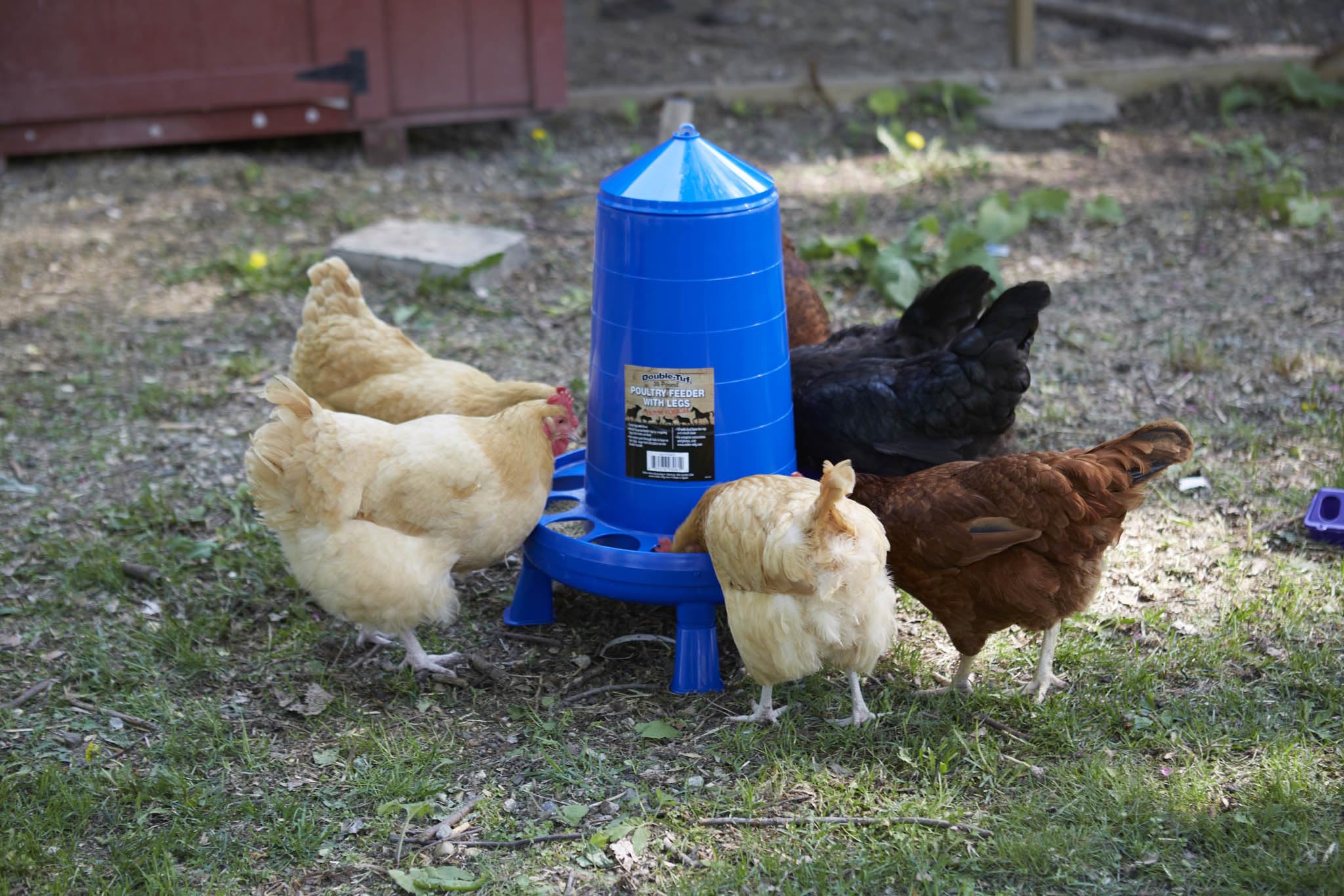 Mangiatoia per pollame con gambe, contenitore per alimentazione resistente, maniglia per il trasporto per polli e uccelli, mangiatoia per polli, 15,9 kg