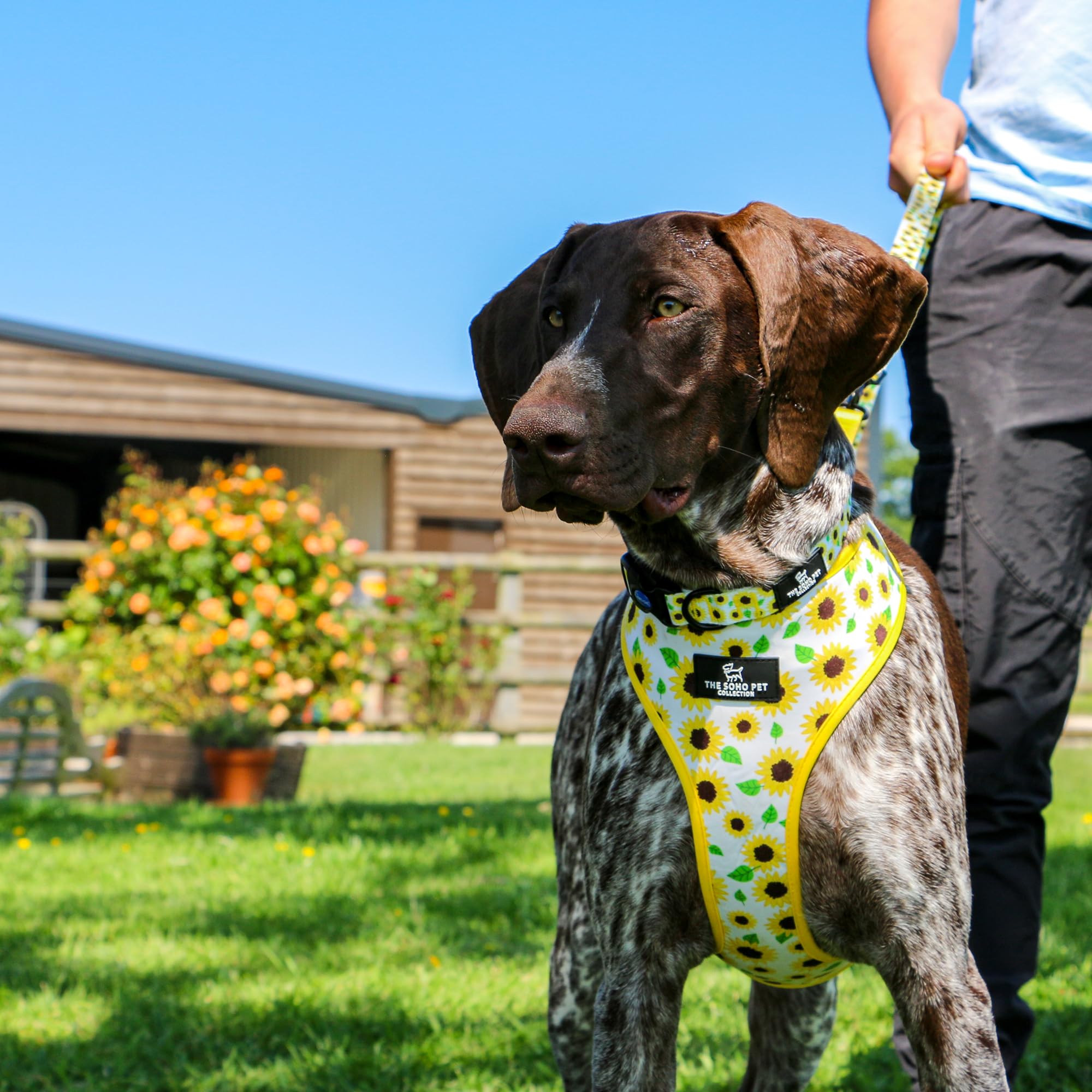 Ancol Sunflower Reversible Dog Harness in Yellow Check, Comfortable Weatherproof Pet Accessory - Image 2
