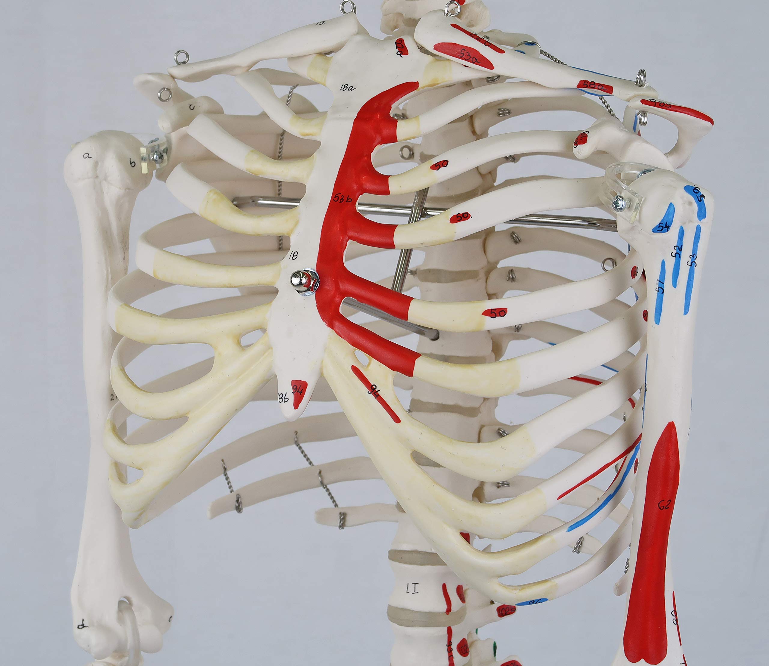 3B Scientific A18/5 Mini-Squelette "Shorty" avec Muscles Peints, sur Socle + Application anatomie gratuite - 3B Smart Anatomy