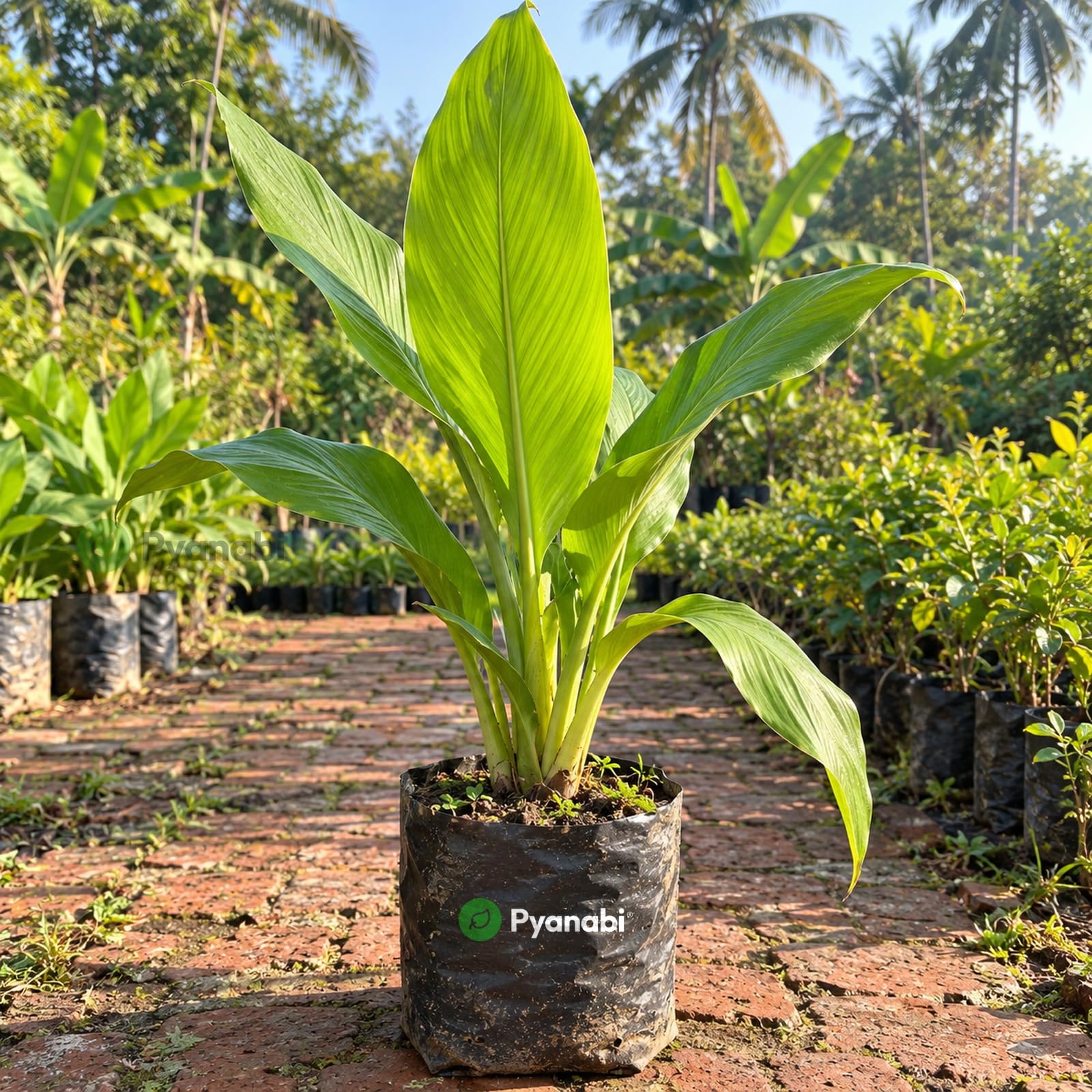Chakra Phool Plant - Star Anise Spice Tree -11 Chakra Phool Plant - Star Anise Spice Tree -11