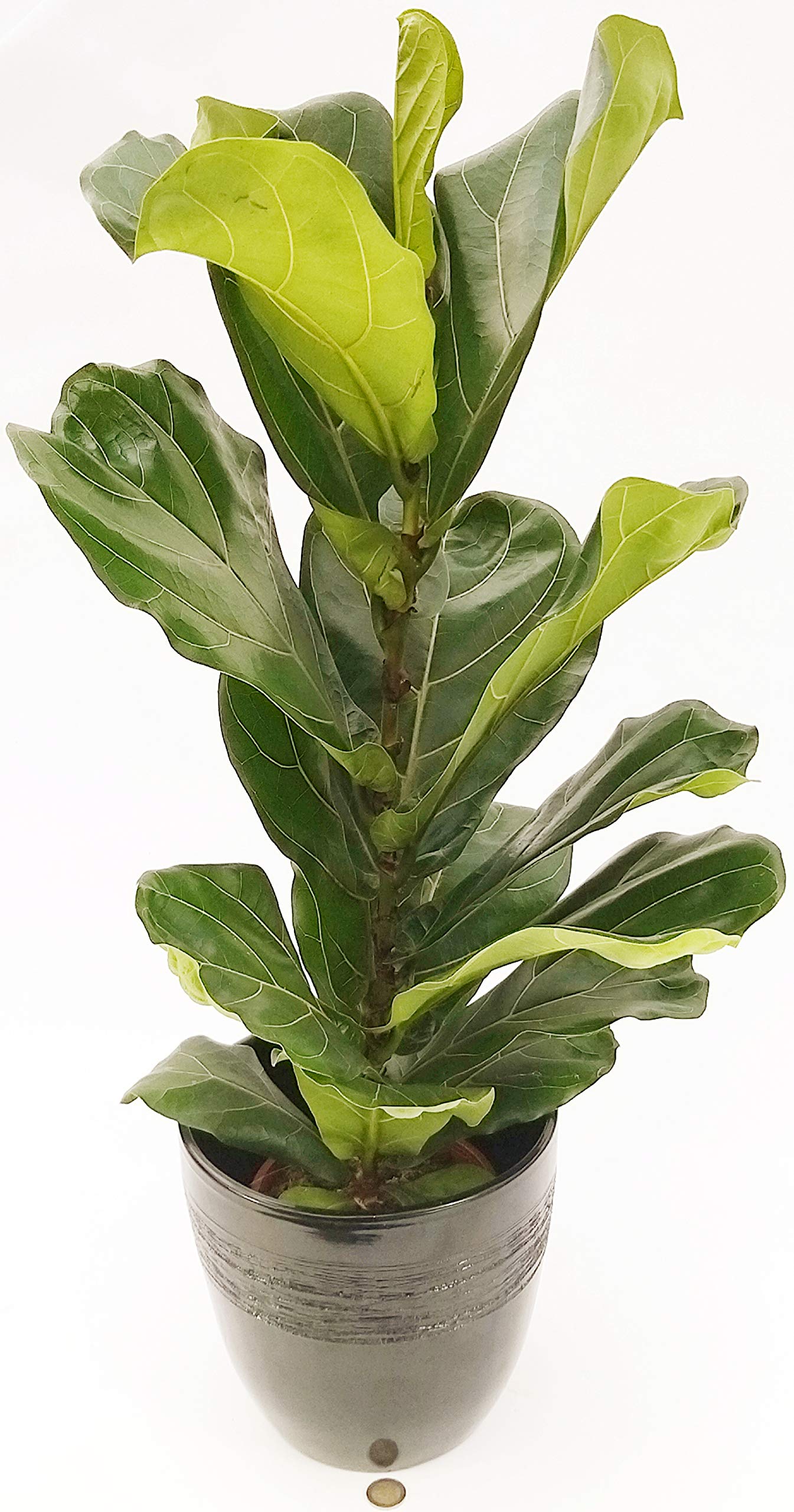 POWERS TO FLOWERS - FICUS BENJAMIN VARIEGATO IN VASO CERAMICA, pianta vera