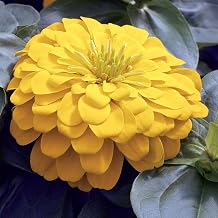 Mountain Valley Seed Co Zinnia Flower Garden Seeds Magellan Series Yellow