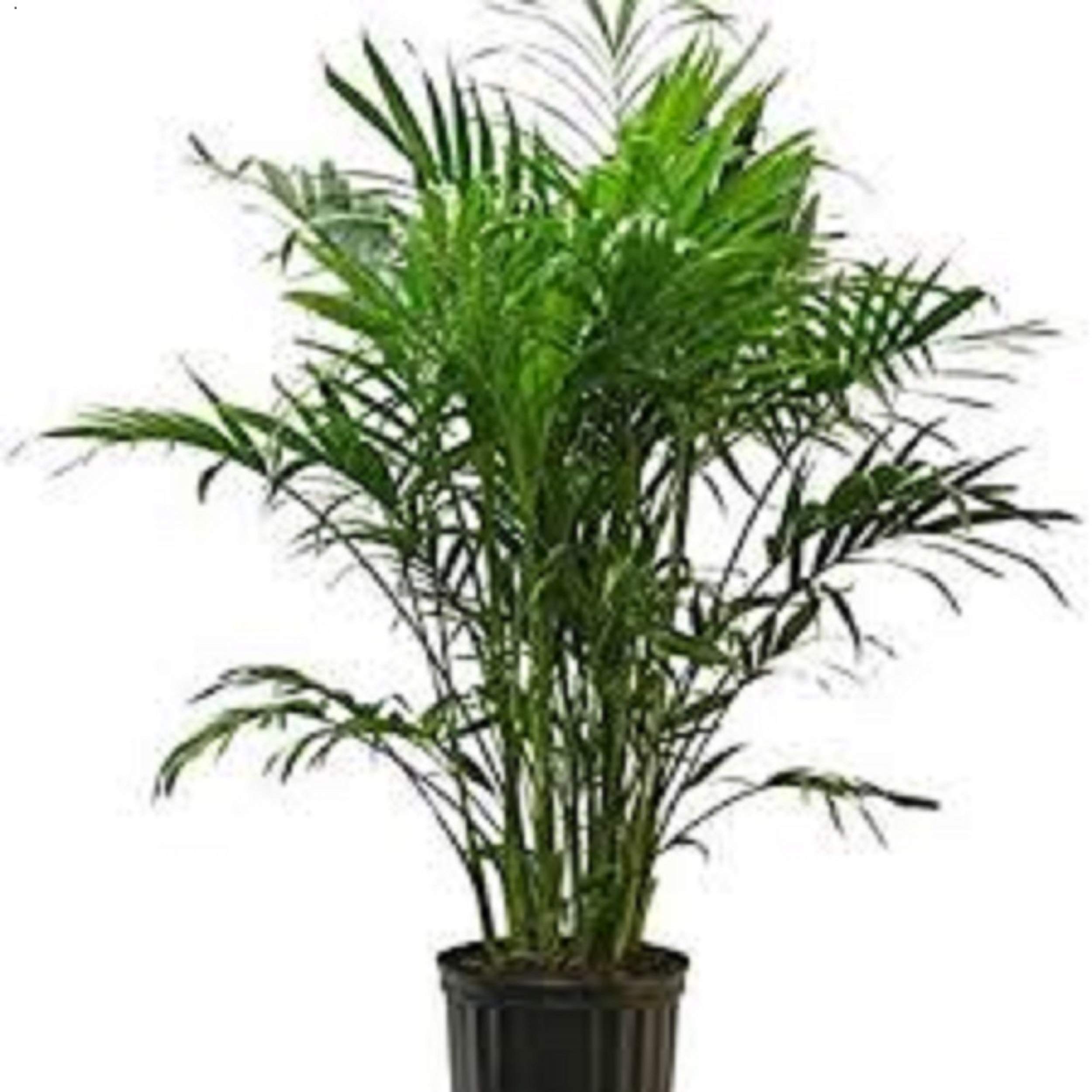 OH2 - Plants and Flowers | Indoor Green Plants | Areca/Palm Dypsis | 125 cm  : Amazon.co.uk: Garden