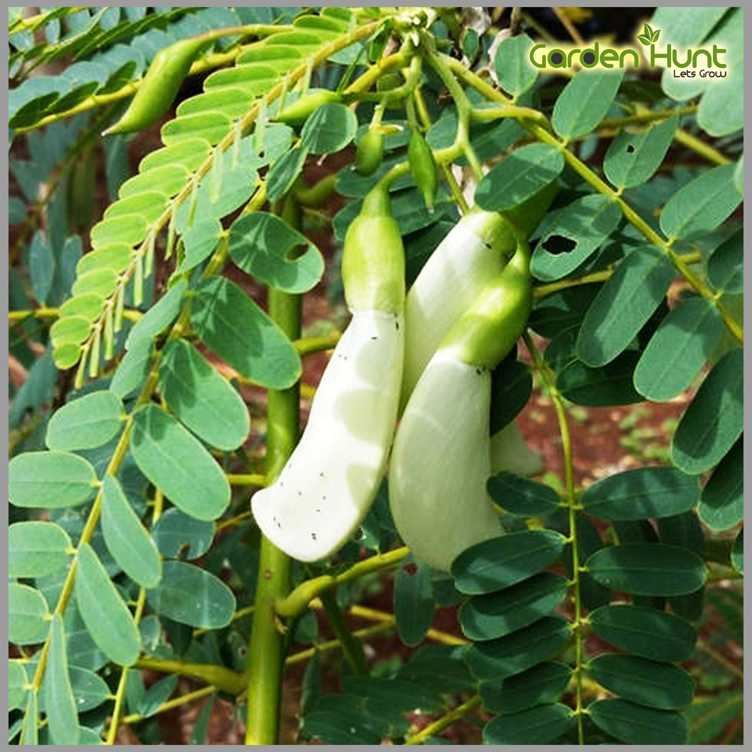 GardenHunt Agathi keerai White Flower/Hummingbird Tree Seeds (Sesbania grandiflora) (Pack of 25 Seeds)- GardenHunt (B0866GYCCJ) Amazon Price History, Amazon Price Tracker