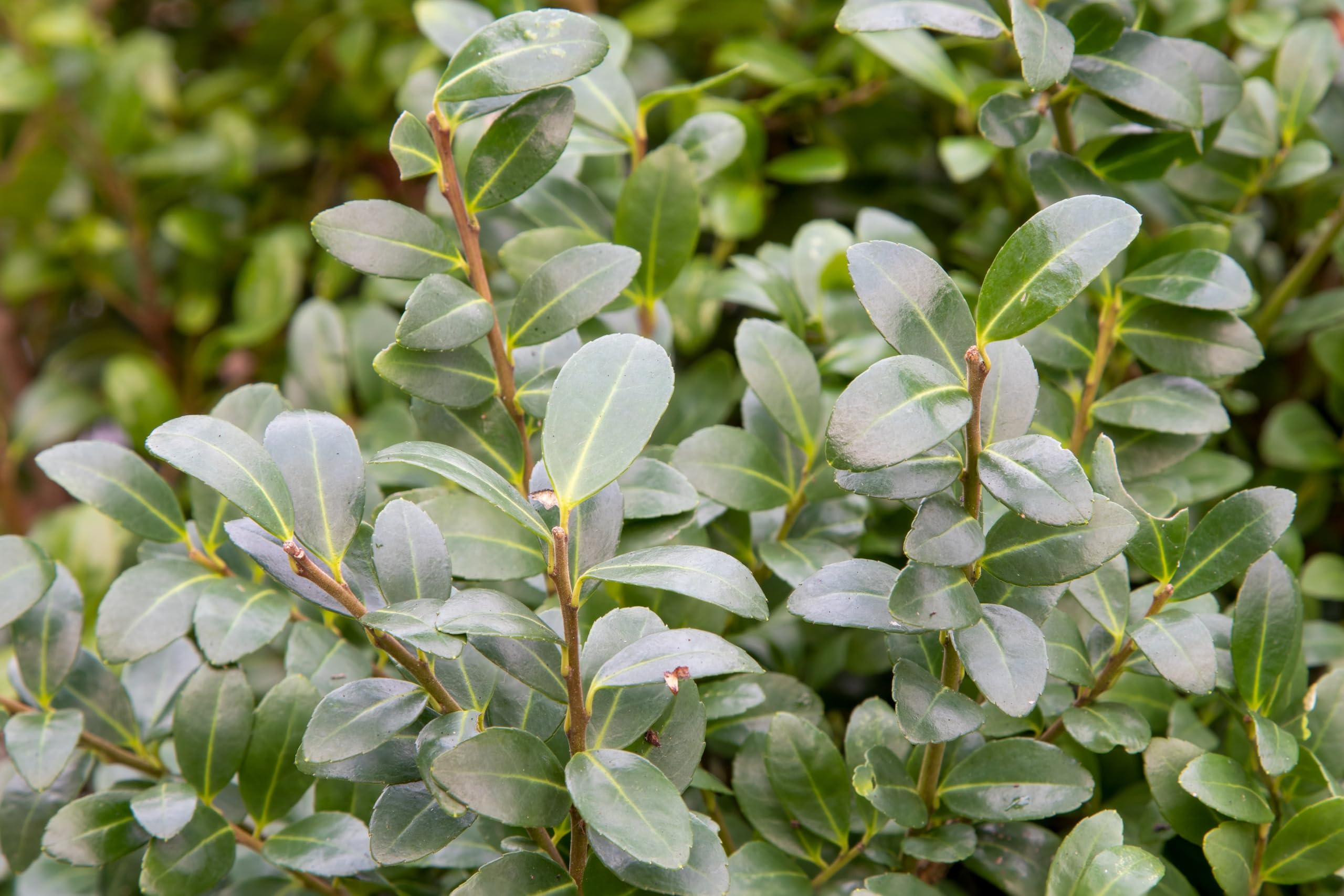 Stauden Gänge 10 x Ilex crenata 'Caroline Upright' Japanische Stechpalme