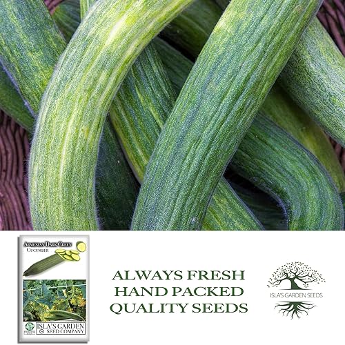 Miniatura 4 de Semillas de pepino "verde oscuro armenio" para plantar, más de 100 semillas tradicionales por paquete, semillas de jardín de Isla (semillas de