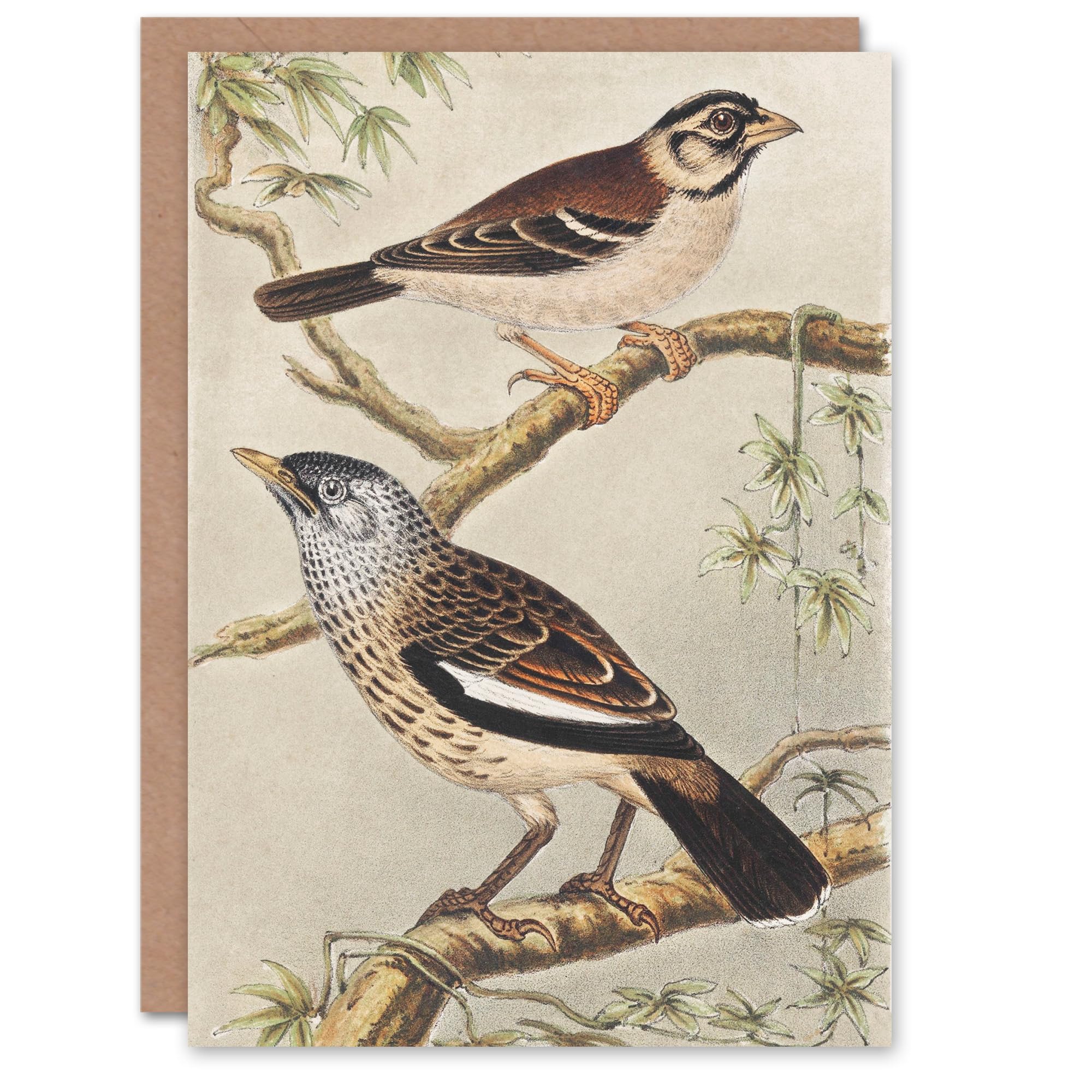 Artery8 Theo van Hoytema Art Card Two Birds on Tree Branches