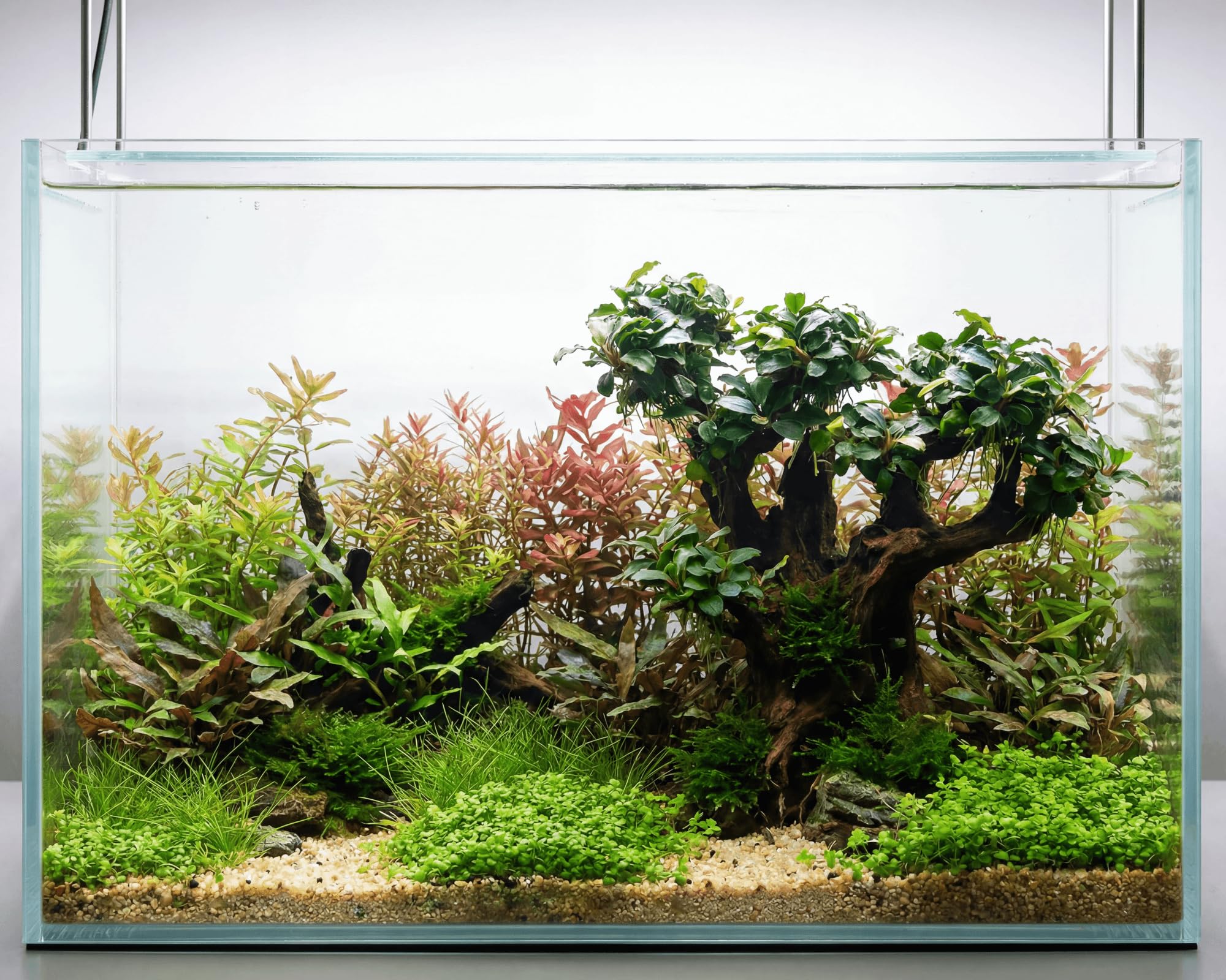 NatureHolic Bucephalandra Bonsai Baum XXL Stone Bonsai Mokuishi Bepflanzt - Aquarium Deko mit Aufsitzerpflanze - Polyresin 100% Inert - Sofort Einsatzbereit - ca. 20 x 22 x 10 cm