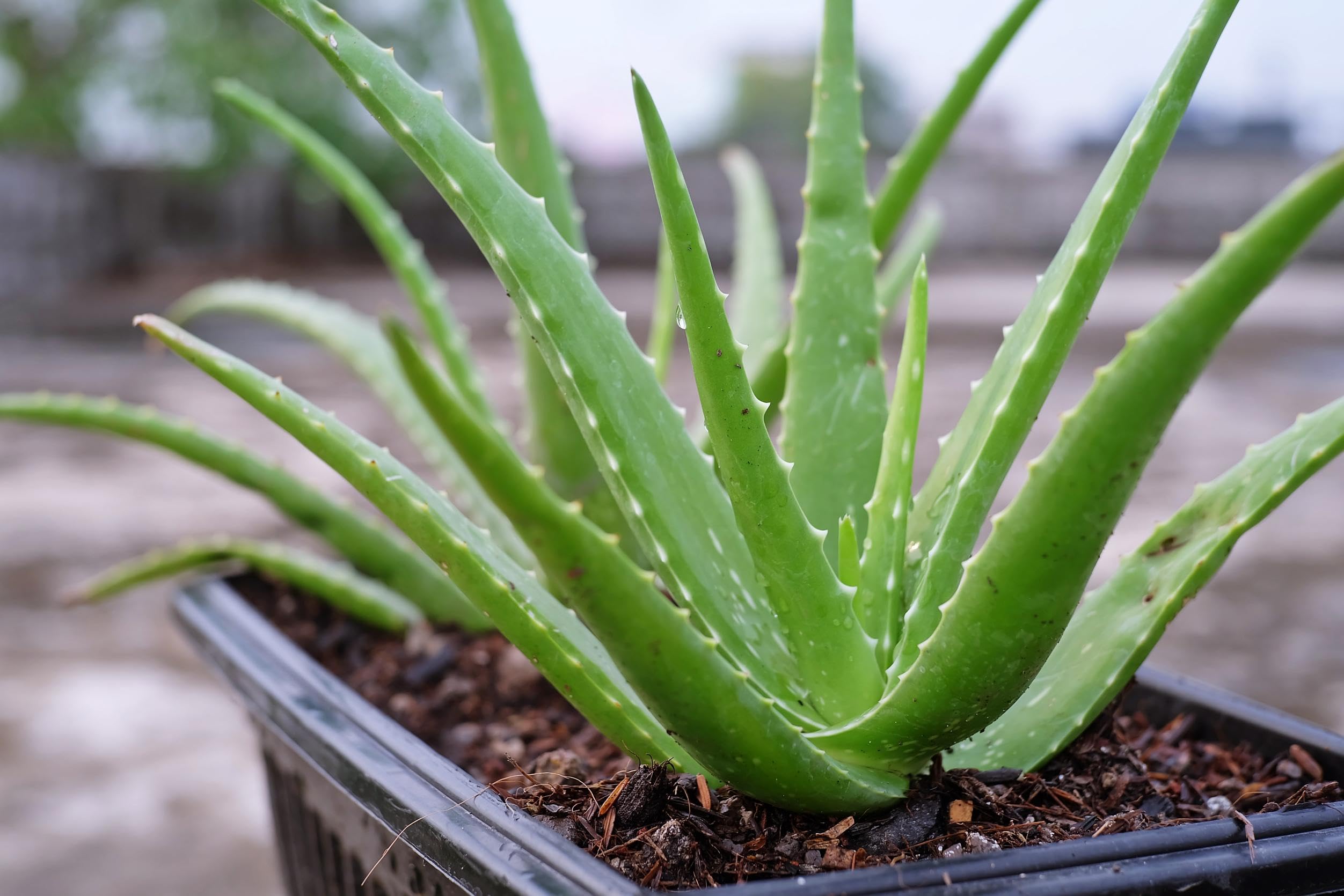 Sky Nursery Aloe Vera Live Medicinal Plant