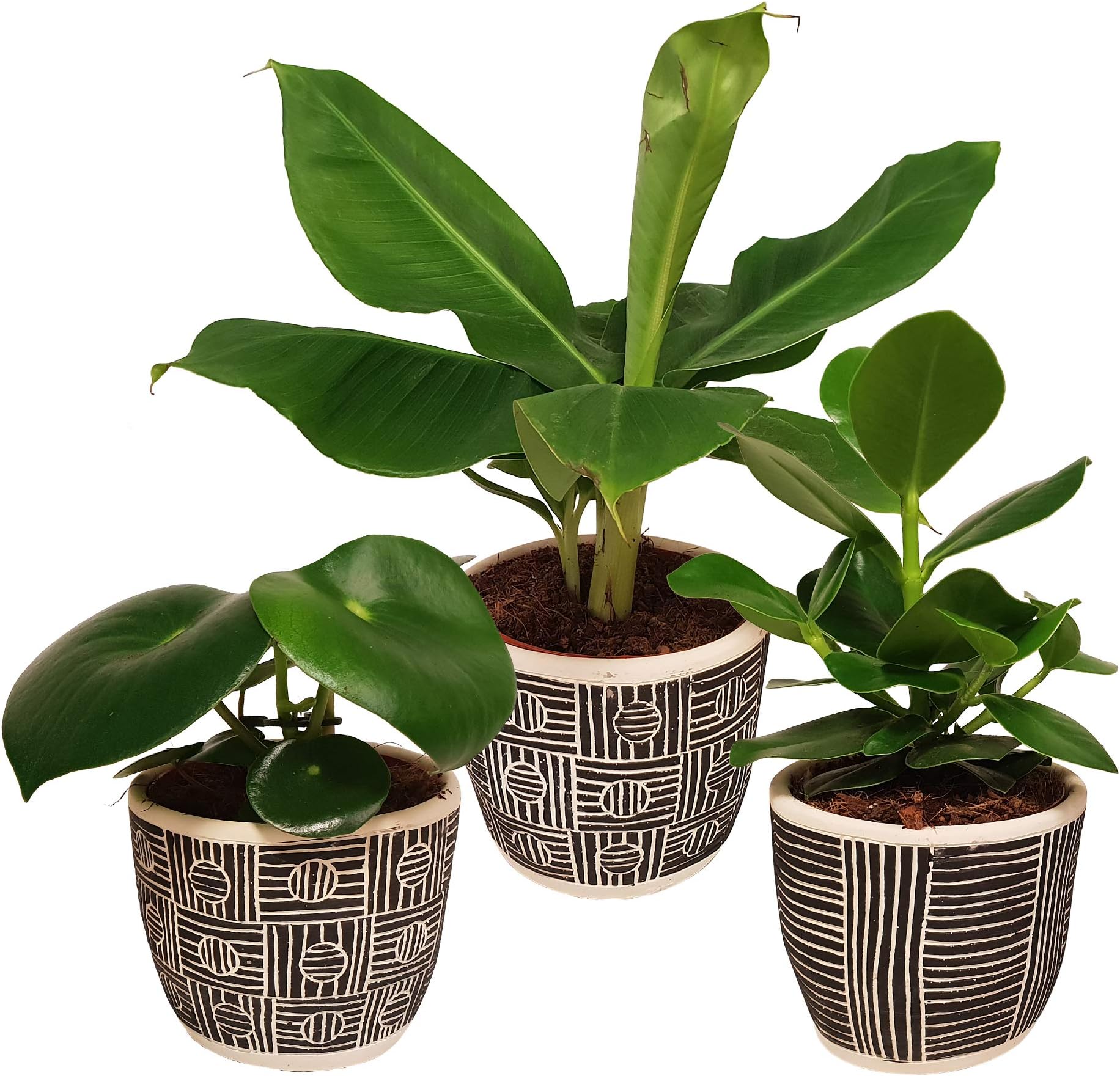 Indoor Plants from Botanicly – 3 × Banana Plant, Chinese Money Plant and Autograph Tree in African Style pots in Decorative Plant Pot as a Set – Height: 25 cm – Musa, Peperomioides, Clusia rosea