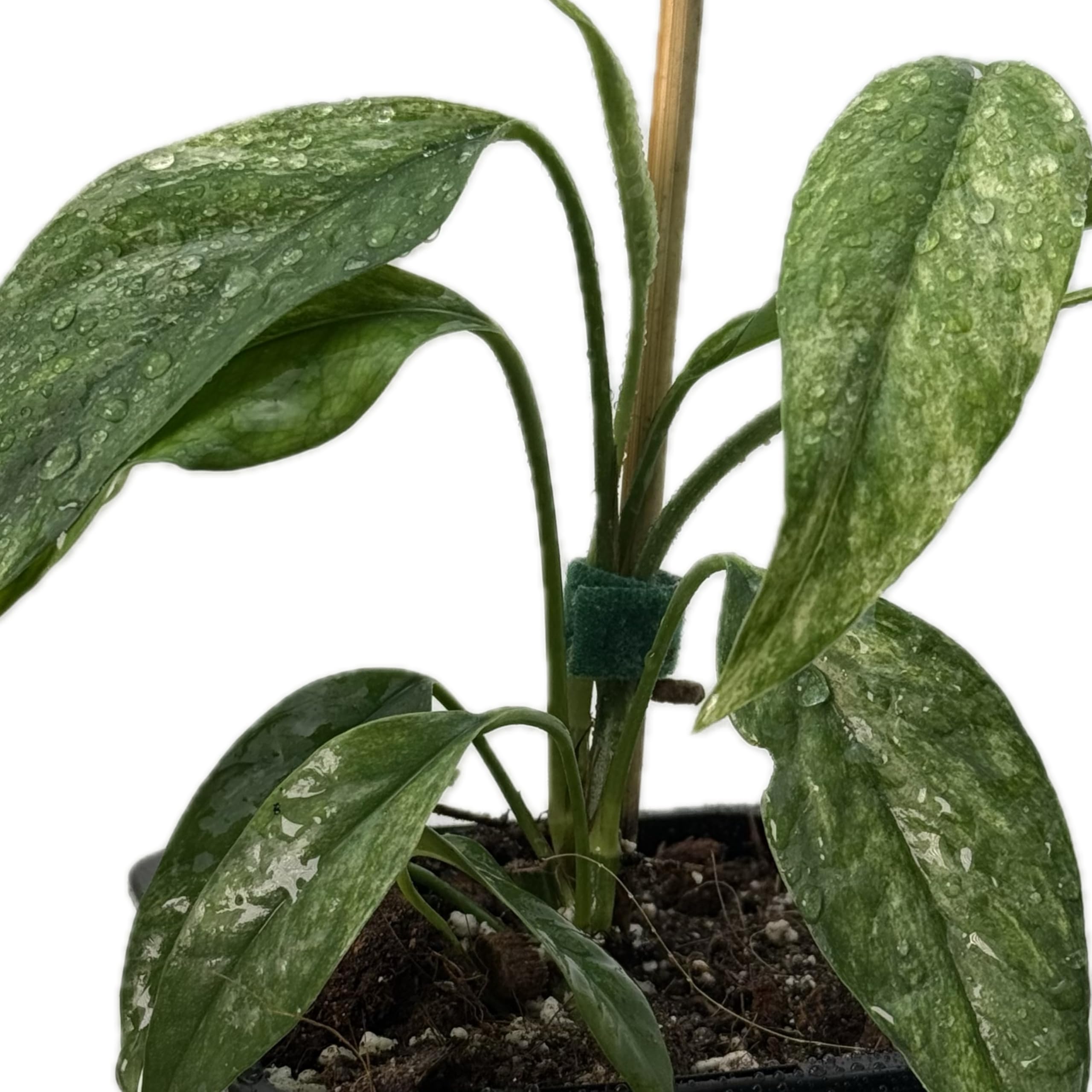 Epipremnum hanoman sp. bali variegata – seltene Zimmerpflanze mit Panaschierung, Kletterpflanze für Moosstab und Rankstab, exklusive Indoor Jungle Sammlerpflanze für Wohnräume