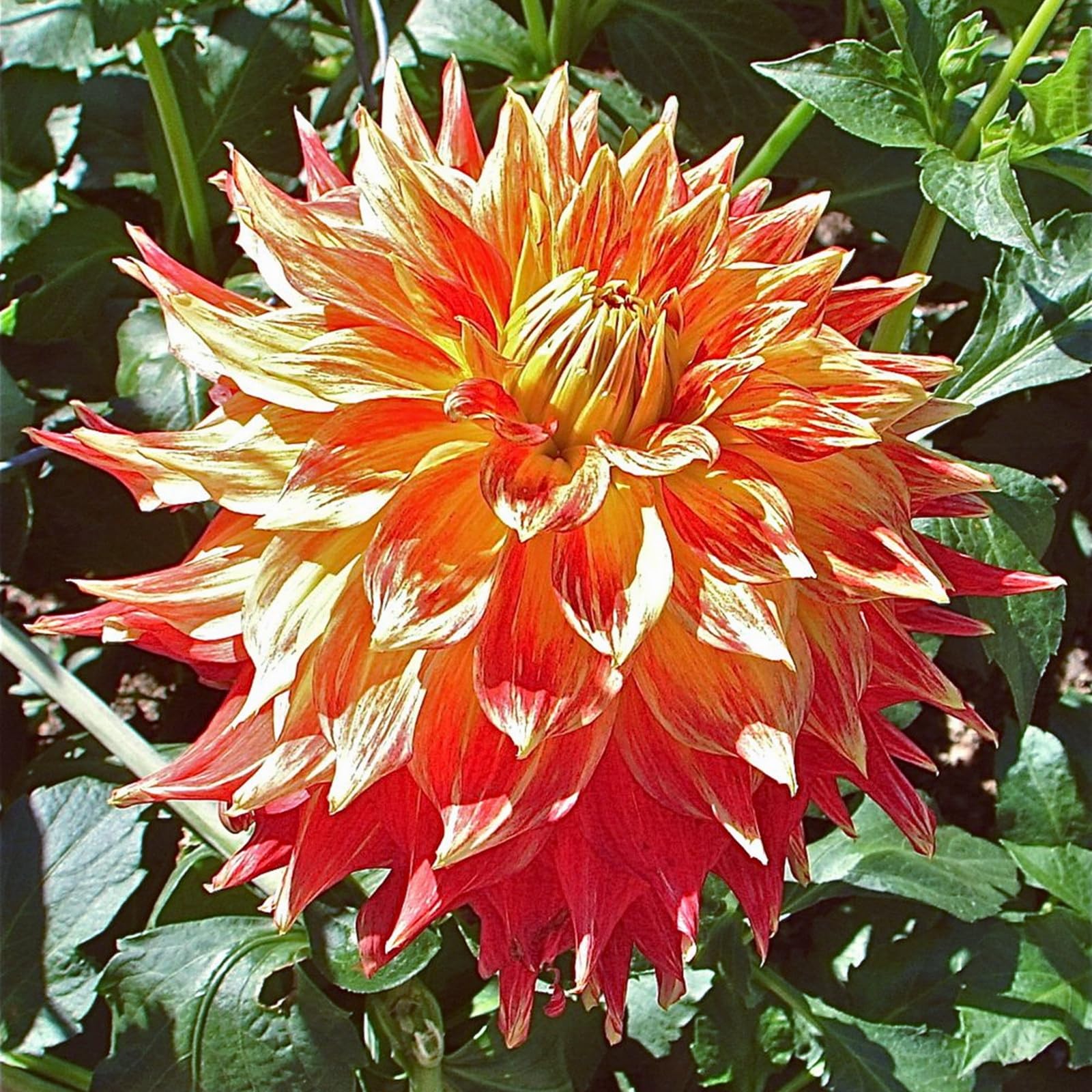 Dahlia Bulbs Stunning Perennial Flower Bulbs for Planting Dinner-Plate Dahlia Giant Flowers Rich and Colorful -2 Bulbs-A