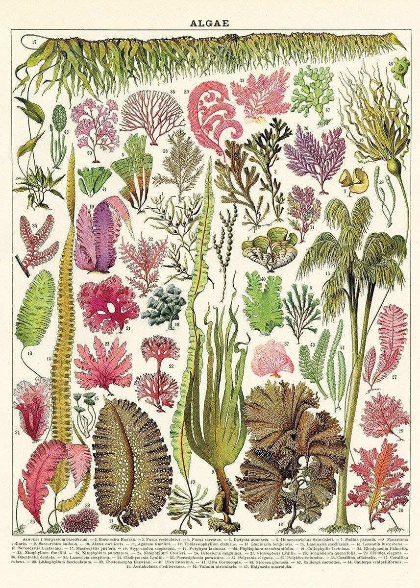 Amazon.com: Cavallini Decorative Paper - Algae 20 - 絵画 