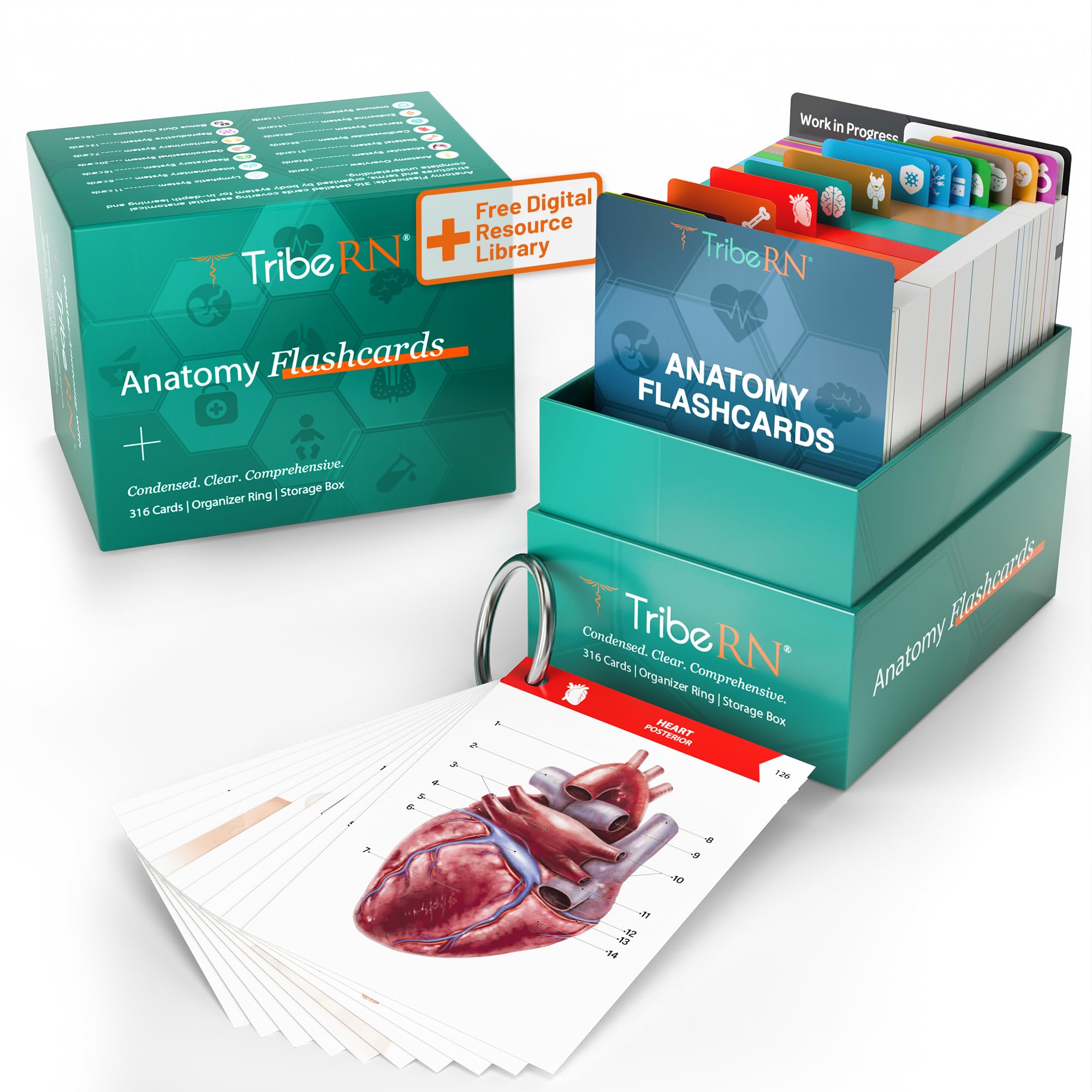 TribeRN Anatomy and Physiology Flash Cards - 320 Study Resources for Students - Human Anatomy & Physiology Study Tools - Medical, Nursing School Essentials - Durable & Easy to Use Flashcards