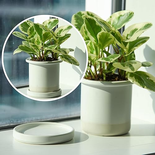 Miniatura 3 de D'vine Dev Plato de cerámica para plantas de 4 pulgadas, bandeja de drenaje redonda para plantas de interior, blanco, 97-TY-4W