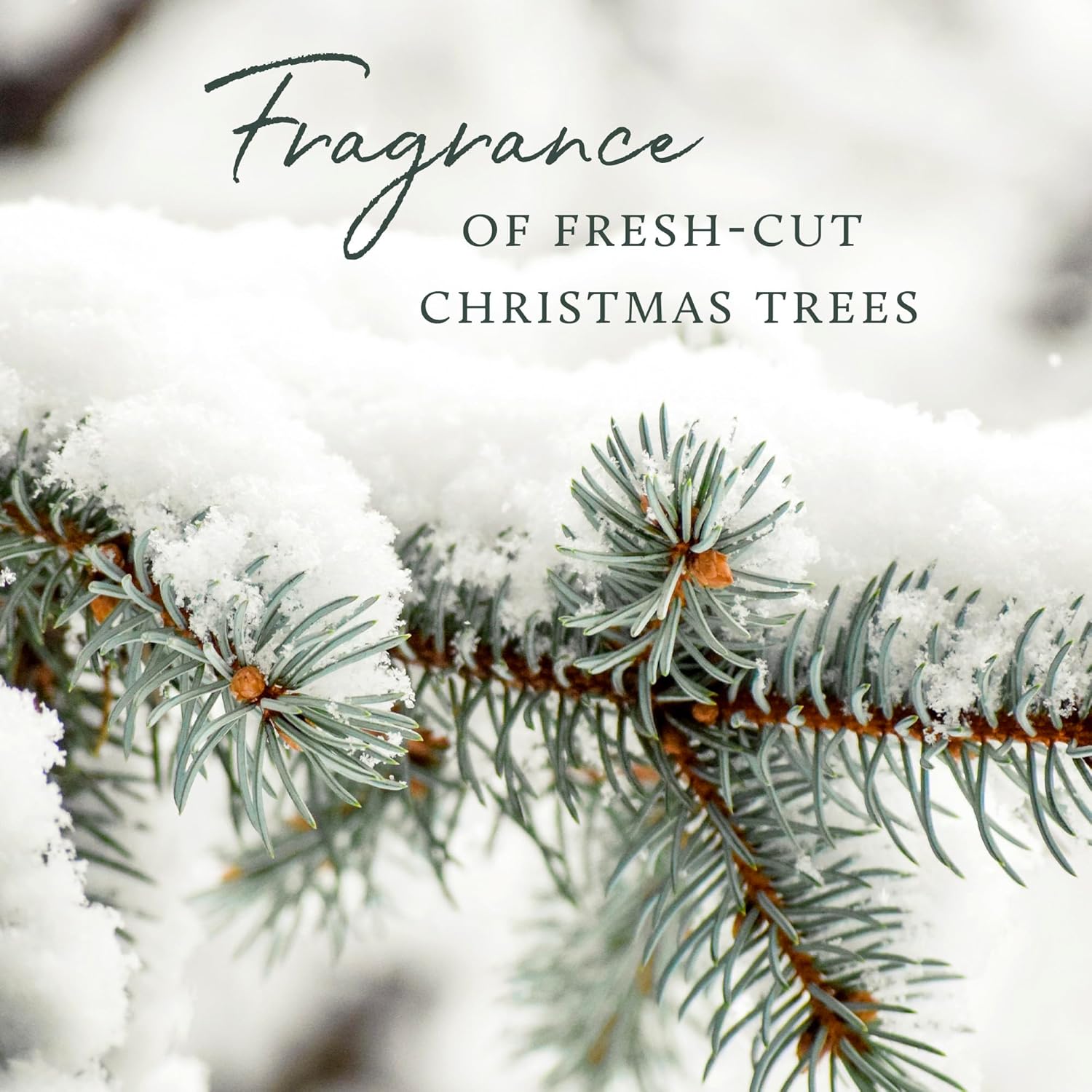 Thymes Frasier Fir Candle - Heritage Pine Needle Luminary Scented Candles - Elegant Pine Candle - Crisp Siberian Fir, Cedarwood & Sandalwood - Holiday Candles - Christmas Decor (Small, 7.5 oz)