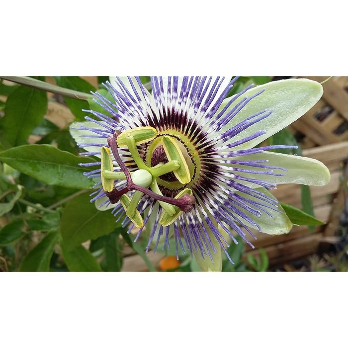 Buy Blue PASSIONFLOWER Passiflora caerulea 3040cm (Cut Back) Tall