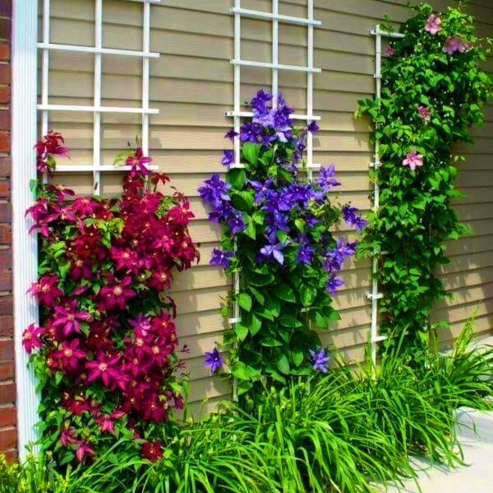Hervorragende MehrjäHrige Clematis, Clematiszwiebeln In GroßPackungen, Fachgerecht Gepflanzt, GartenverschöNerung, Pflegeleicht-15 Rhizom-B