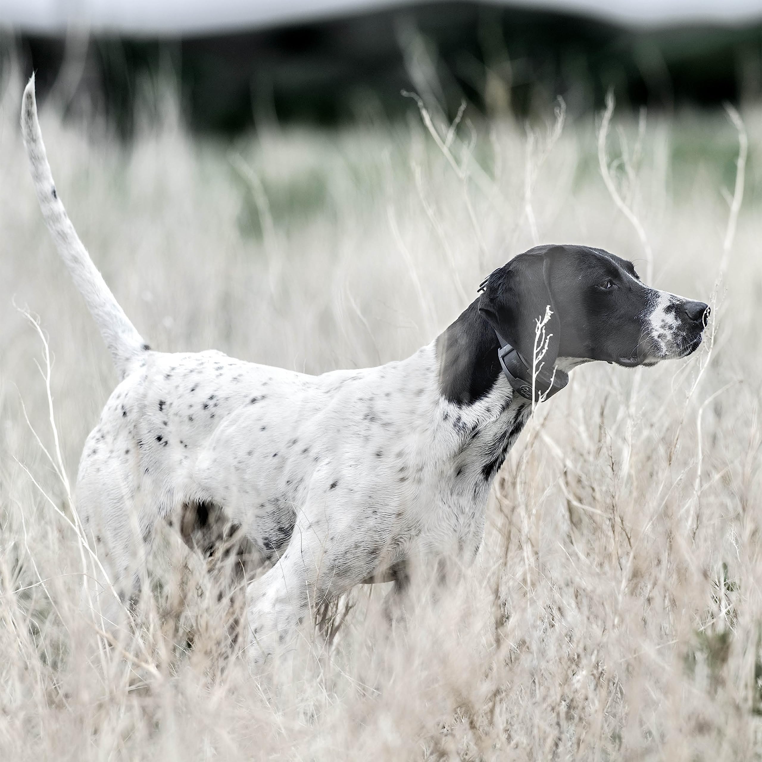 PetSafe SportDOG Collier Traceur GPS pour Chien avec Module Electronique Add-A-Dog Supplémentaire TEK Série 2.0, Compatible avec Systèmes TEK Série 1.5 et 2.0-16 km de portée