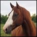 Name That Horse Breed