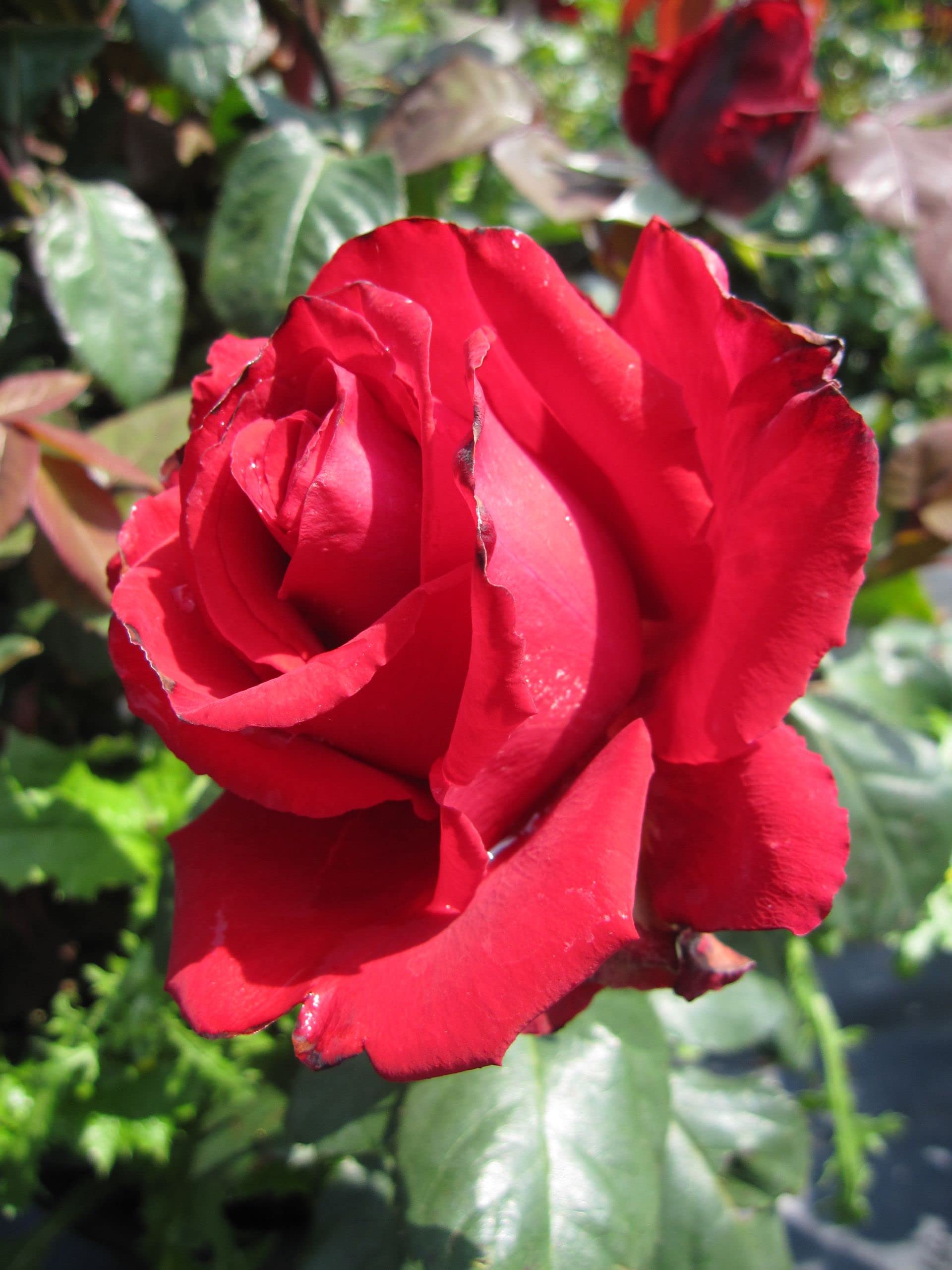 Rosa Grande Amore® - Edelrose Grande Amore® - Kordes-Rose - Eleganza®-Kollektion