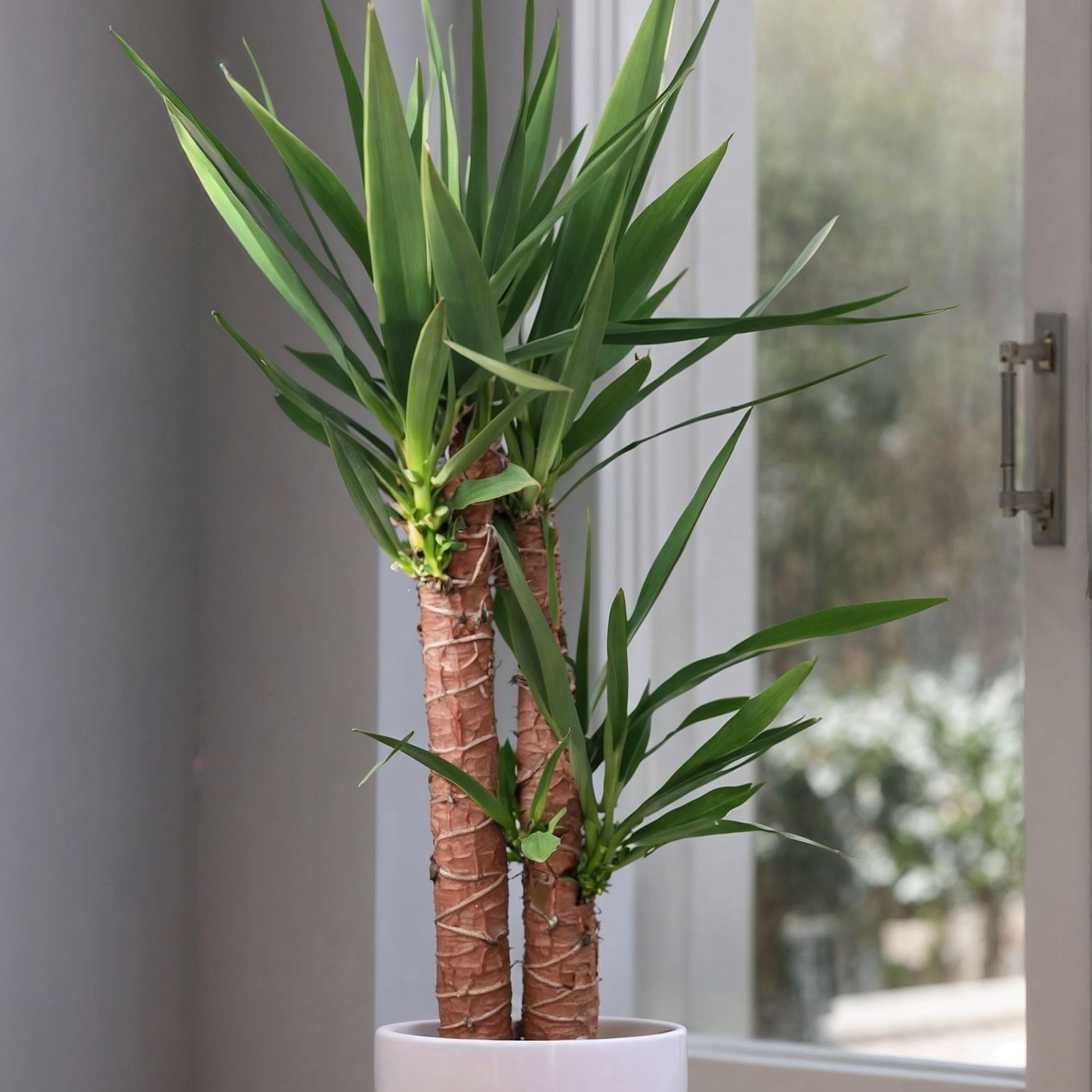 Plant in a Box - Yucca Éléphantipes - Plante d'intérieur - Pied d'éléphant - Pot 17cm - Hauteur 70-80cm
