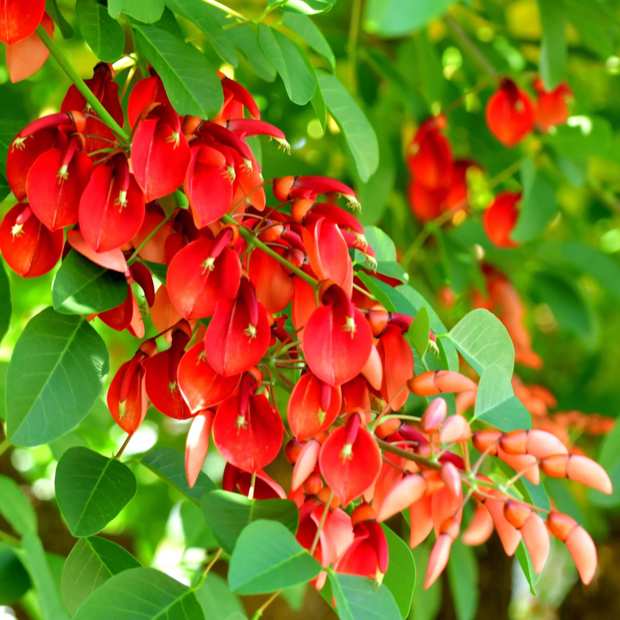 Astone di Erythrina Crista-Galli, Albero del Corallo, Alberatura fiorita altezza 60-70cm