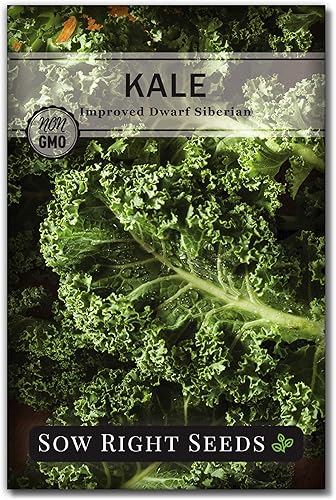 Sow Right Seeds - Semilla de col rizada mejorada siberiana enana para plantar paquete de reliquia sin OMG con instrucciones para plantar un jardín