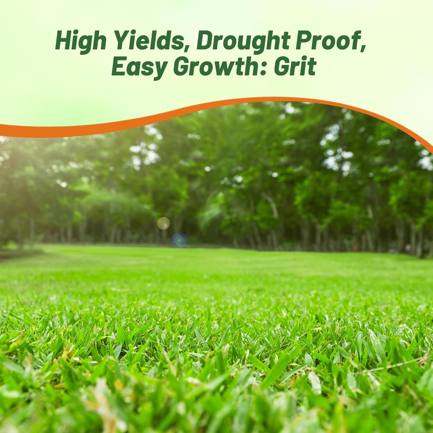 Outsidepride Forage Bermuda Seeds - 50 lb. Perennial, Drought Tolerant & Fast-Growing, Pasture Seeds for Planting Large Grass Leaves, Ideal for Hay Foraging & Rotational Grazing