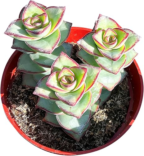 Crassula Perforata subsp. Perforata en maceta de iniciación de 4 pulgadas, planta suculenta viva rara totalmente arraigada en maceta con tierra,