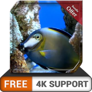 aquário romântico grátis HD - decore seu quarto com um lindo aquário em sua TV HDR 4K, TV 8K e dispositivos de incêndio como papel de parede, decoração para férias de Natal, tema para mediação e paz