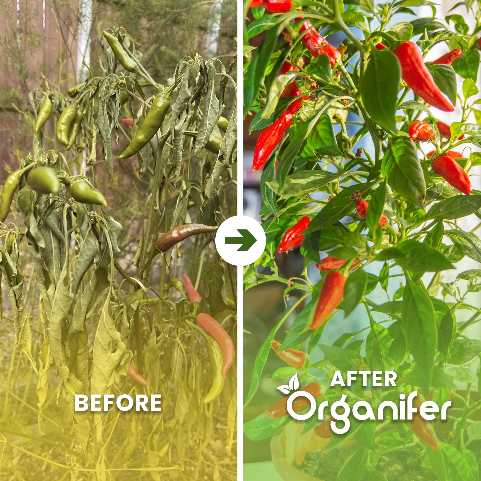 was ist der beste dünger für paprika Bio-Paprika-Dünger kaufen main image 1