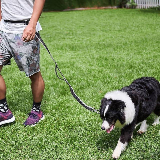 Dog Collar and Leash Set, Colorful, Strong and Sturdy Collar/Leash Combo for Small Medium and Large Dogs and Cats (Elephant, M)