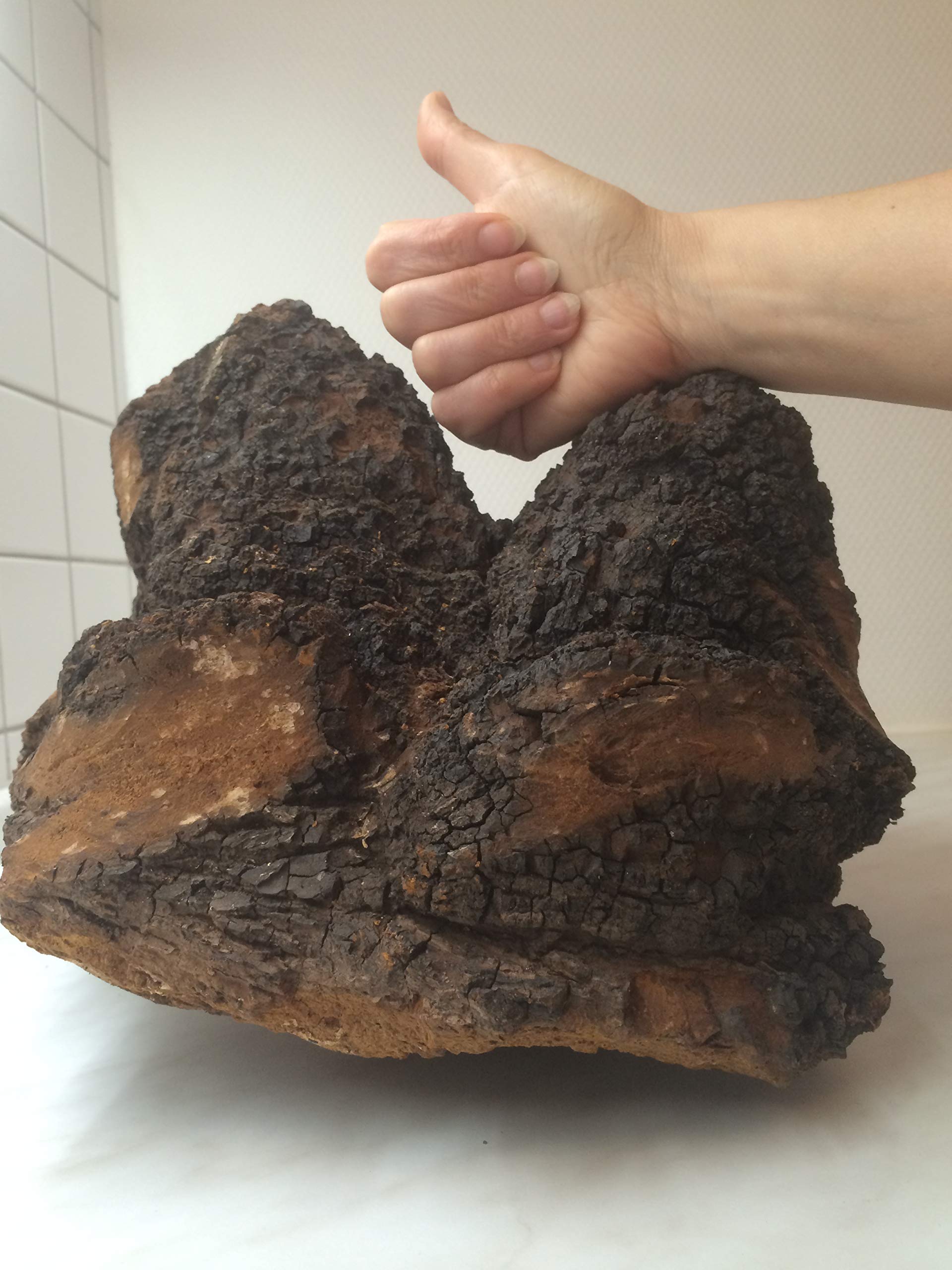 Chaga Champiñones en porciones en 120 bolsas de 1 g cada una, recolectadas silvestres, secado suave, vegano, calidad de comercio especializado, folleto con muchas recetas