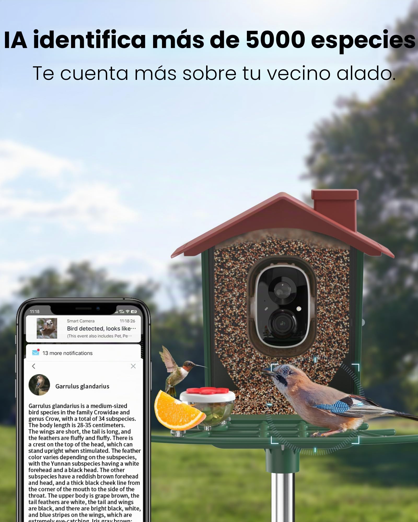 Comedero para pájaros con cámara solar al aire libre: cámara inteligente para jardín exterior, cámara de video en vivo HD 2K, reconocimiento de IA, ventana visible, captura automática, regalos para