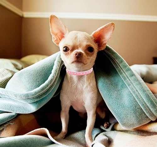 Miniatura 2 de Hotlion Collar de perro con diamantes de imitación, lindo collar de gato con diamantes de imitación, de piel de gamuza suave, collares para